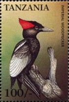 Imperial Woodpecker (Campephilus imperialis)