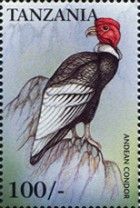 Vultur gryphus