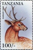 Cervus elaphus barbarus
