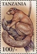 Grey Bamboo Lemur (Hapalemur griseus)