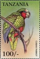 Cuban Amazon (Amazona leucocephala)