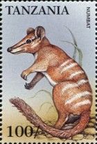 Numbat (Myrmecobius fasciatus)