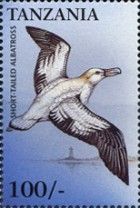 short-tailed albatross (Phoebastria albatrus)