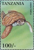 Chelonia mydas