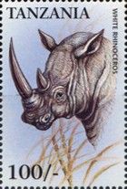 Ceratotherium simum