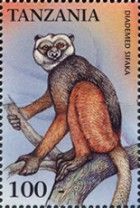 Diademed Sifaka (Propithecus diadema)