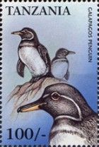 Galapagos Penguin (Spheniscus mendiculus)