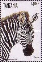 Grevy's Zebra (Equus grevyi)