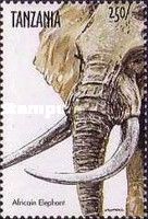 African Elephant (Loxodonta africana)