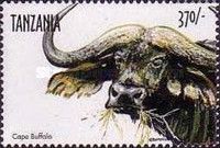 Cape Buffalo (Syncerus caffer caffer)