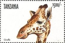 Giraffa camelopardalis