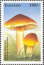 Man on Horseback (Tricholoma equestre)