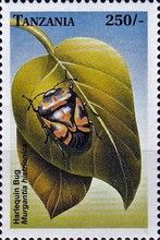 Harlequin Cabbage Bug (Murgantia histrionica)