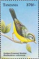 Golden-crowned Warbler (Basileuterus culicivorus)