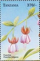 Fuchsia fulgens