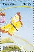 Orange Sulphur (Colias eurytheme)
