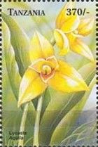 Lycaste aquila