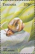 Burgundy Snail (Helix pomatia)