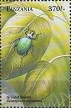 Coleoptera (Colosoma sp.)