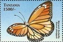 Monarch Butterfly (Danaus plexippus)