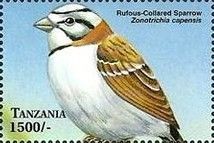 Rufous-collared Sparrow (Zonotrichia capensis)
