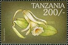 Vanilla planifolia