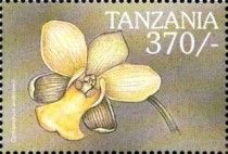 Cyrtopodium andersonii