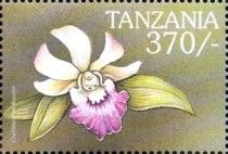 Cochleanthes discolor
