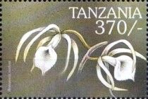 Brassavola nodosa