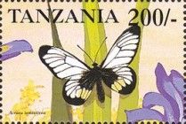 Glassy acraea (Acraea semivitrea)