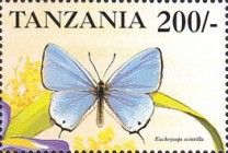 Euchrysops scintilla