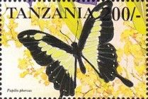 Papilio phorcas