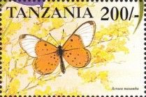 Acraea masamba