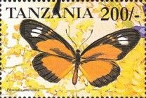 Emerantia Crescent (Phyciodes emerantia)