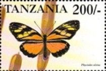 Phyciodes alsina