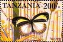Eurema daira