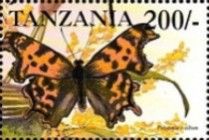Polygonia c-album