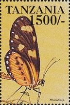 Phyciodes sp.