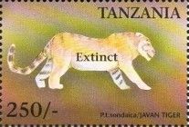 Javan tiger (Panthera tigris sondaica)