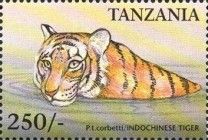 Indochina Tiger (Panthera tigris corbetti)