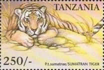 Sumatran tiger (Panthera tigris sondaica)