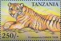 South China tiger (Panthera tigris amoyensis)