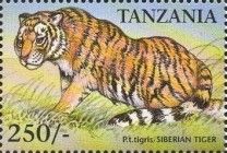 Siberian tiger (Panthera tigris altaica)