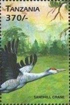 Sandhill Crane (Grus canadensis)
