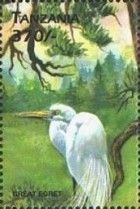 Great Egret (Ardea alba)