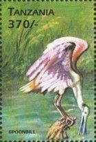 Spoonbill