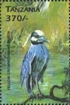 Yellow-crowned Night Heron (Nyctanassa violacea)