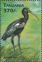 Glossy Ibis (Plegadis falcinellus)