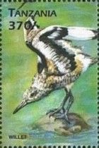 Willet (Tringa semipalmata)