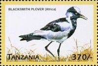 Blacksmith Plover (Vanellus armatus)